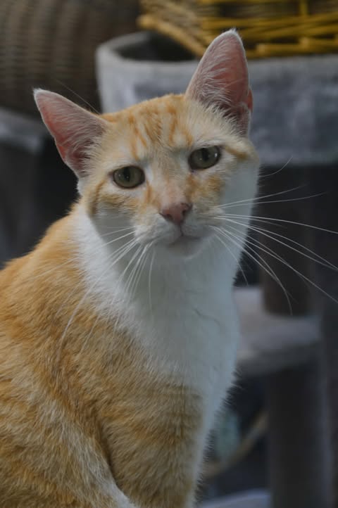 Homer