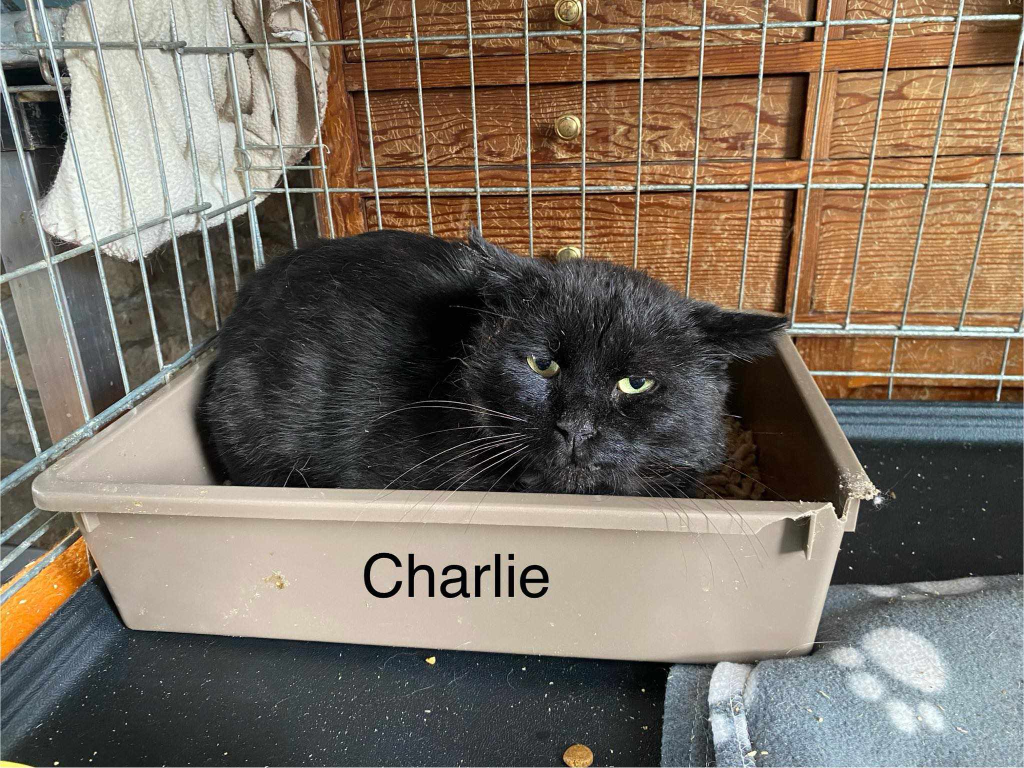 Charly