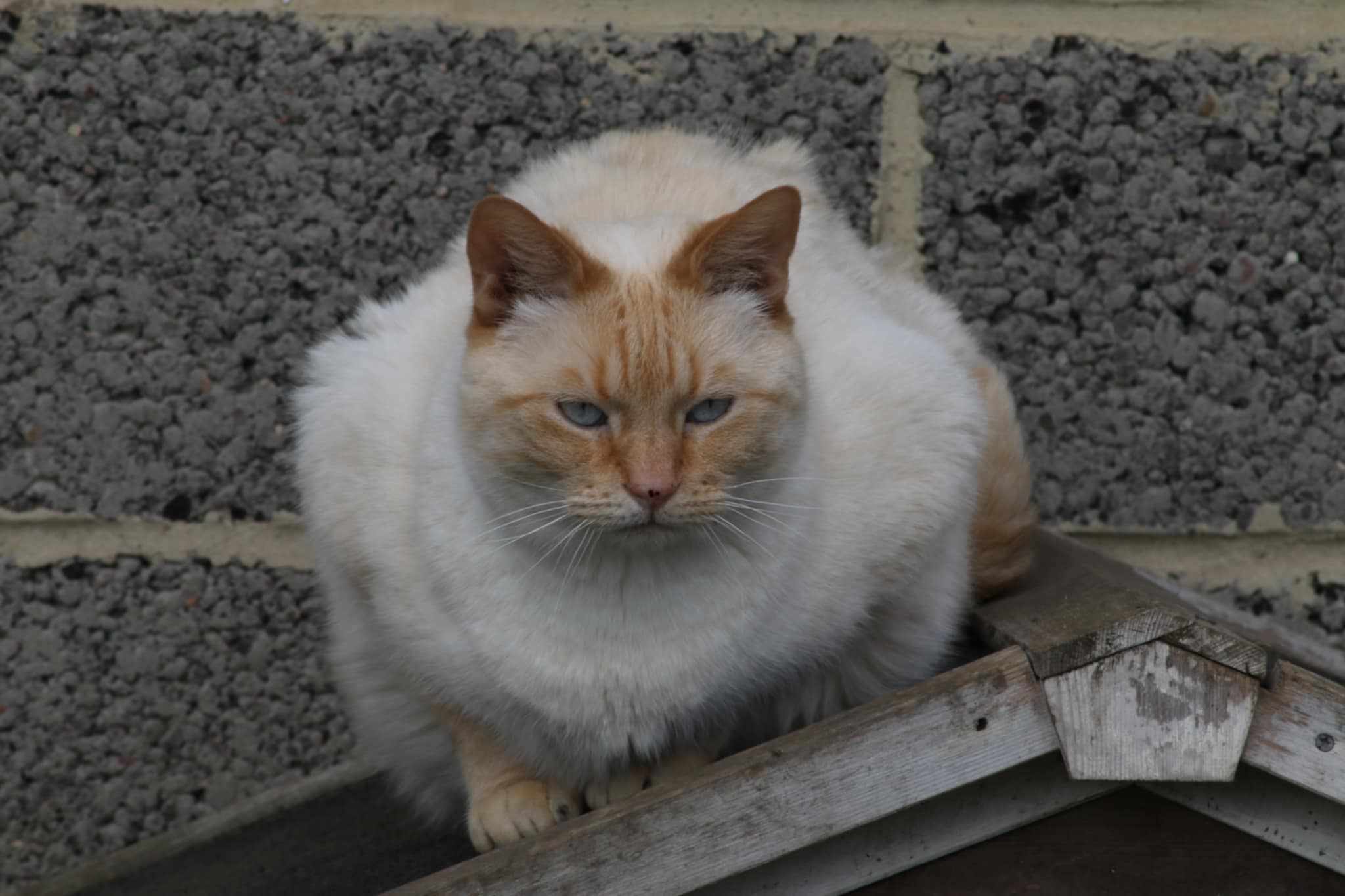 Rémus