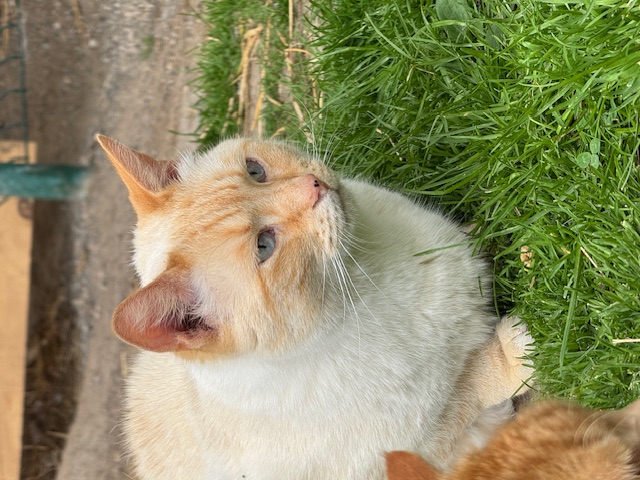 Rémus