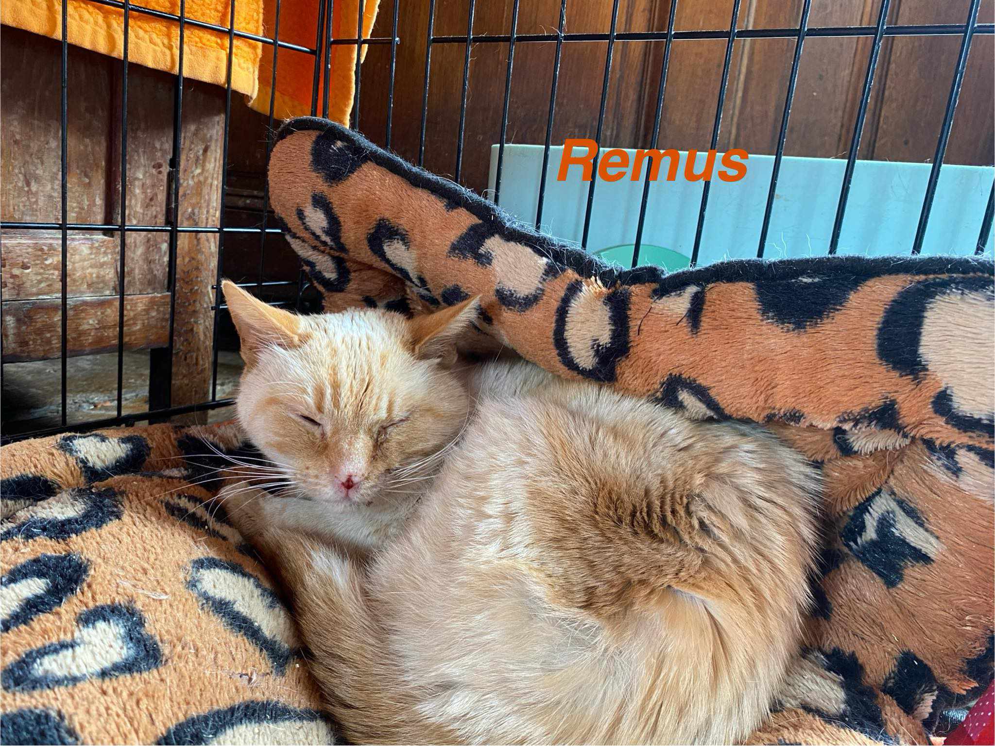 Rémus