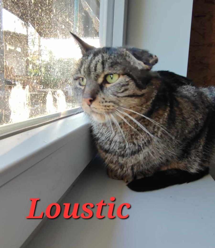 loustic