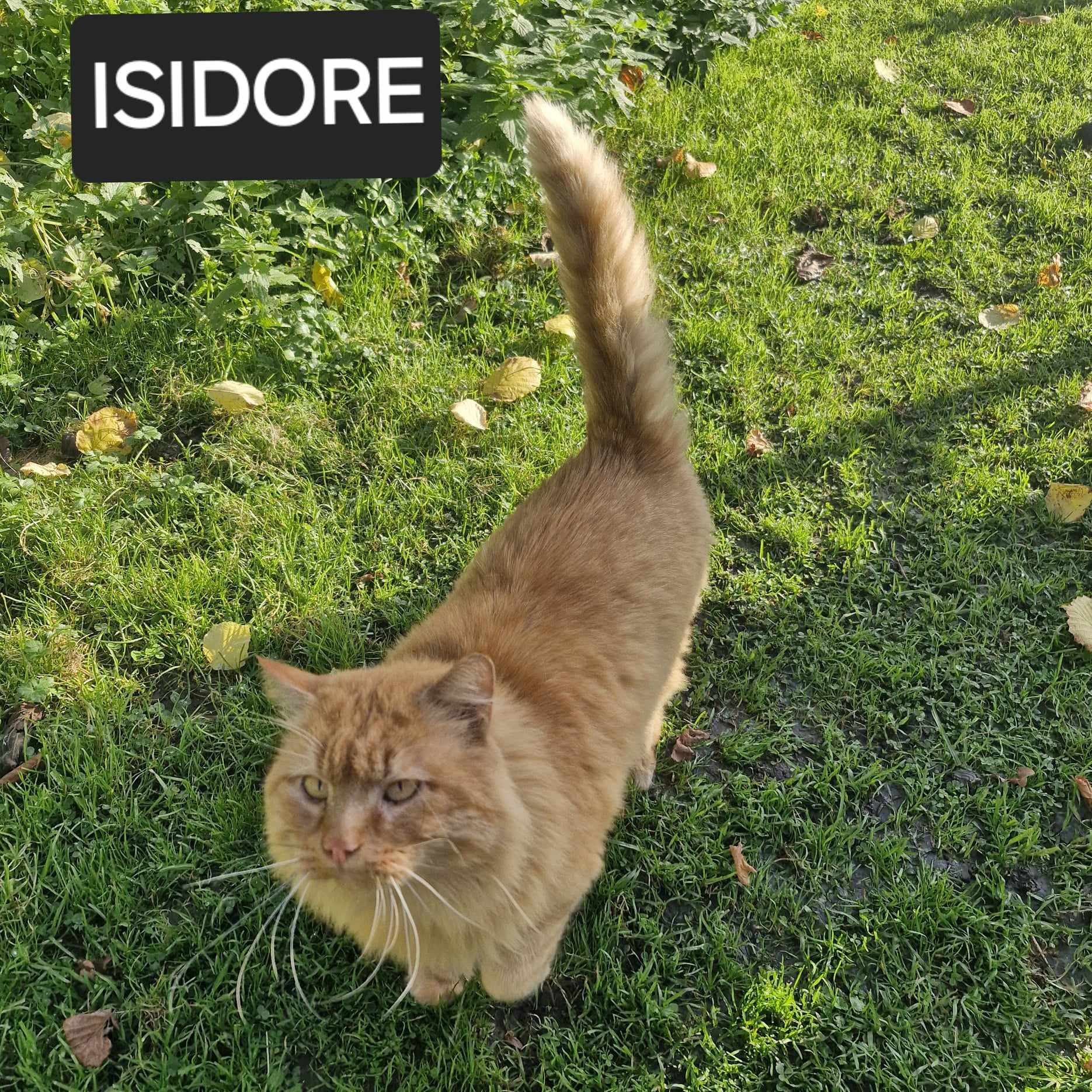 Isidore