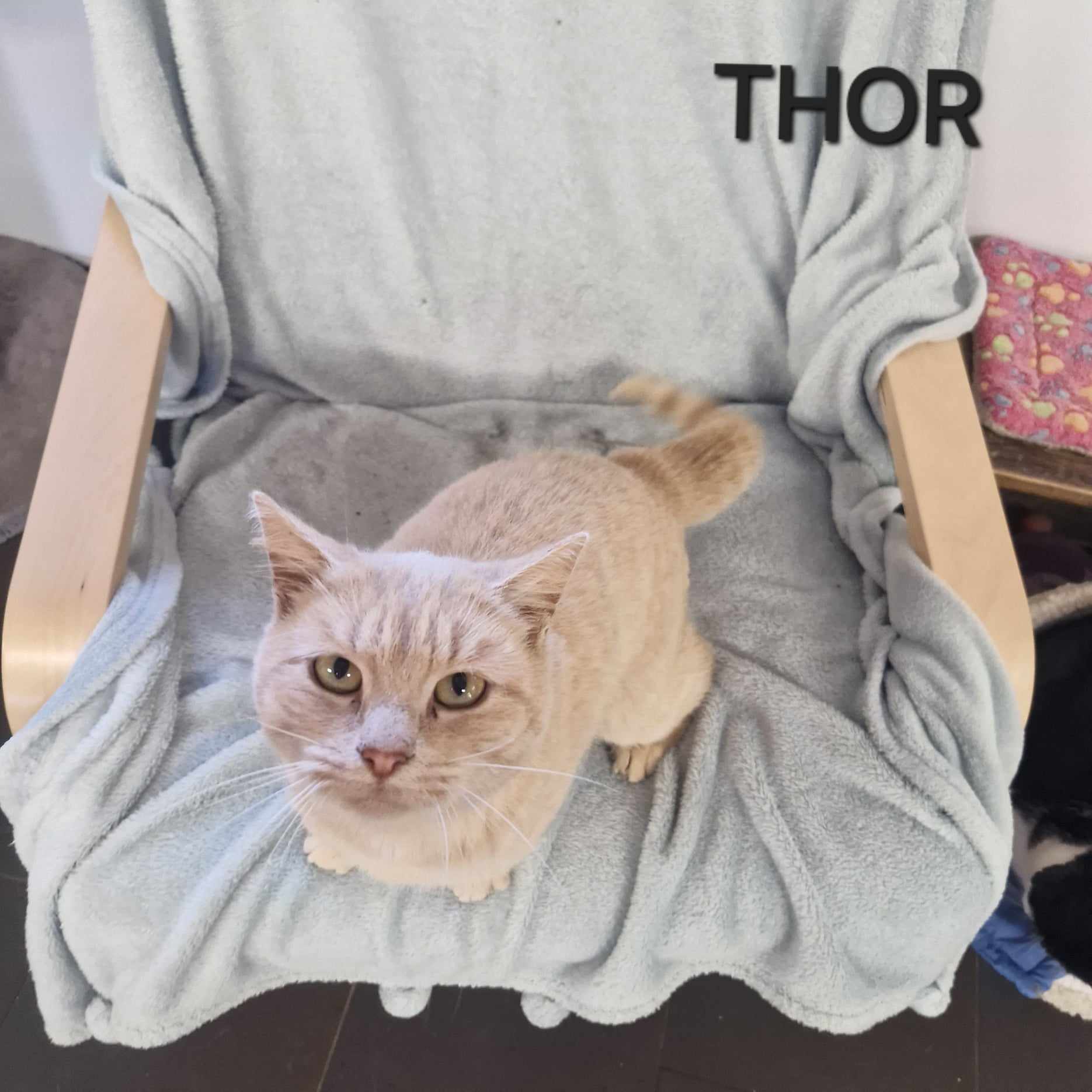 Thor