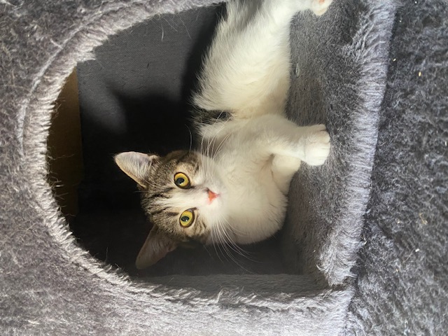 Sambo