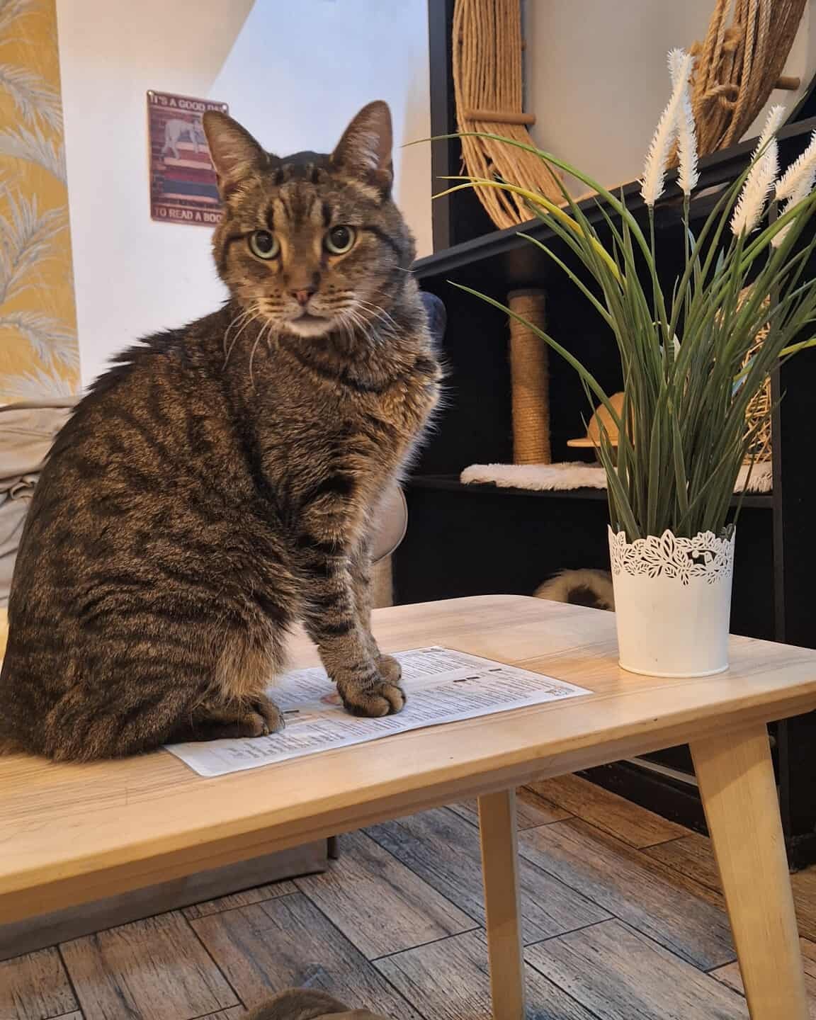 Gus
