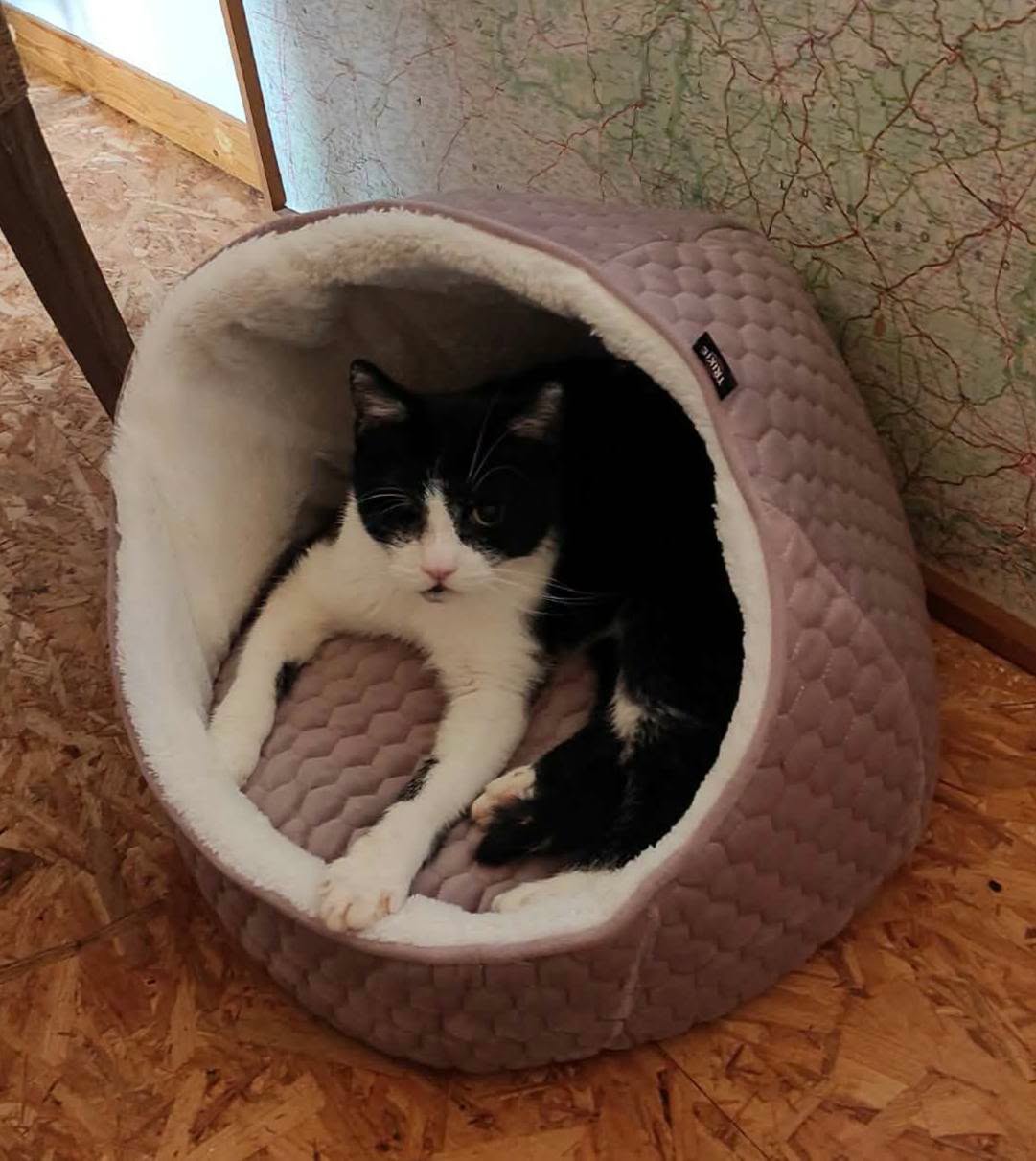 Odin