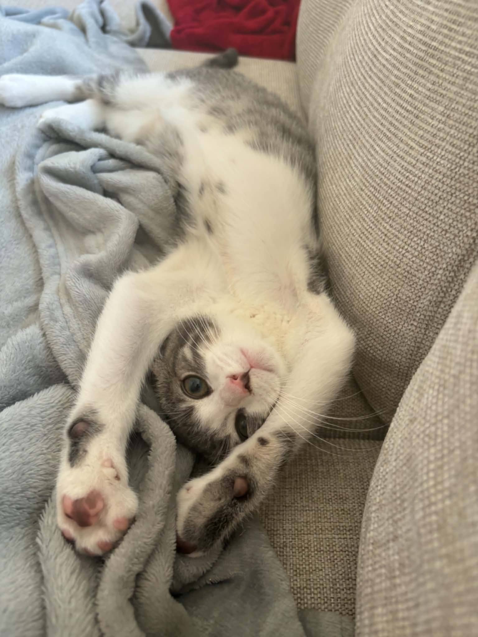 Myla