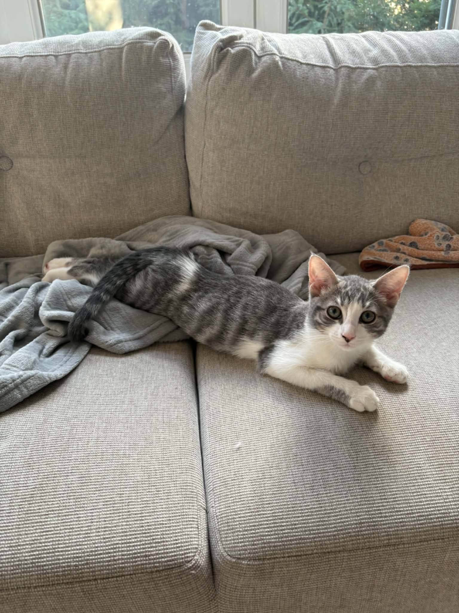 Myla