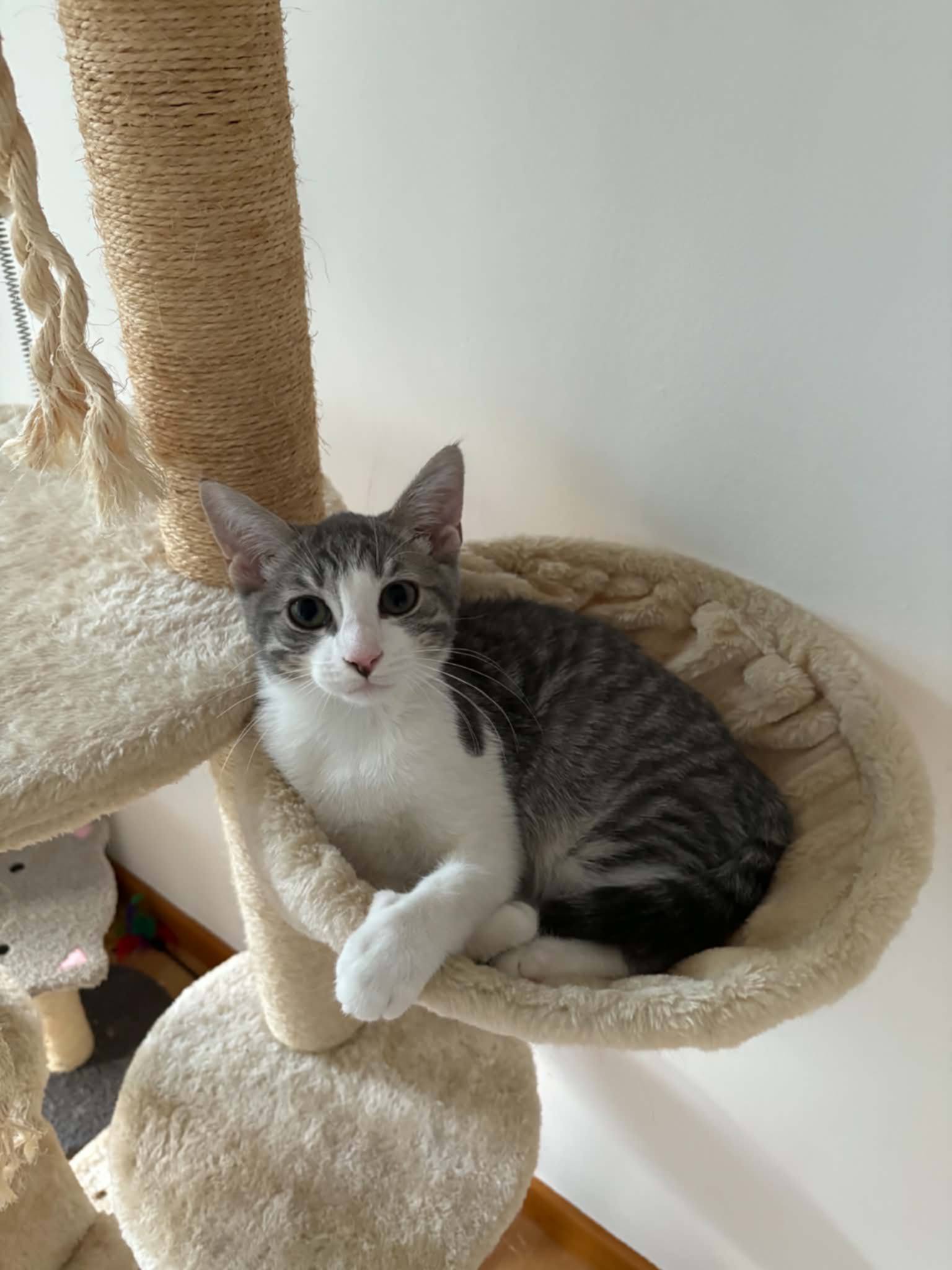 Myla