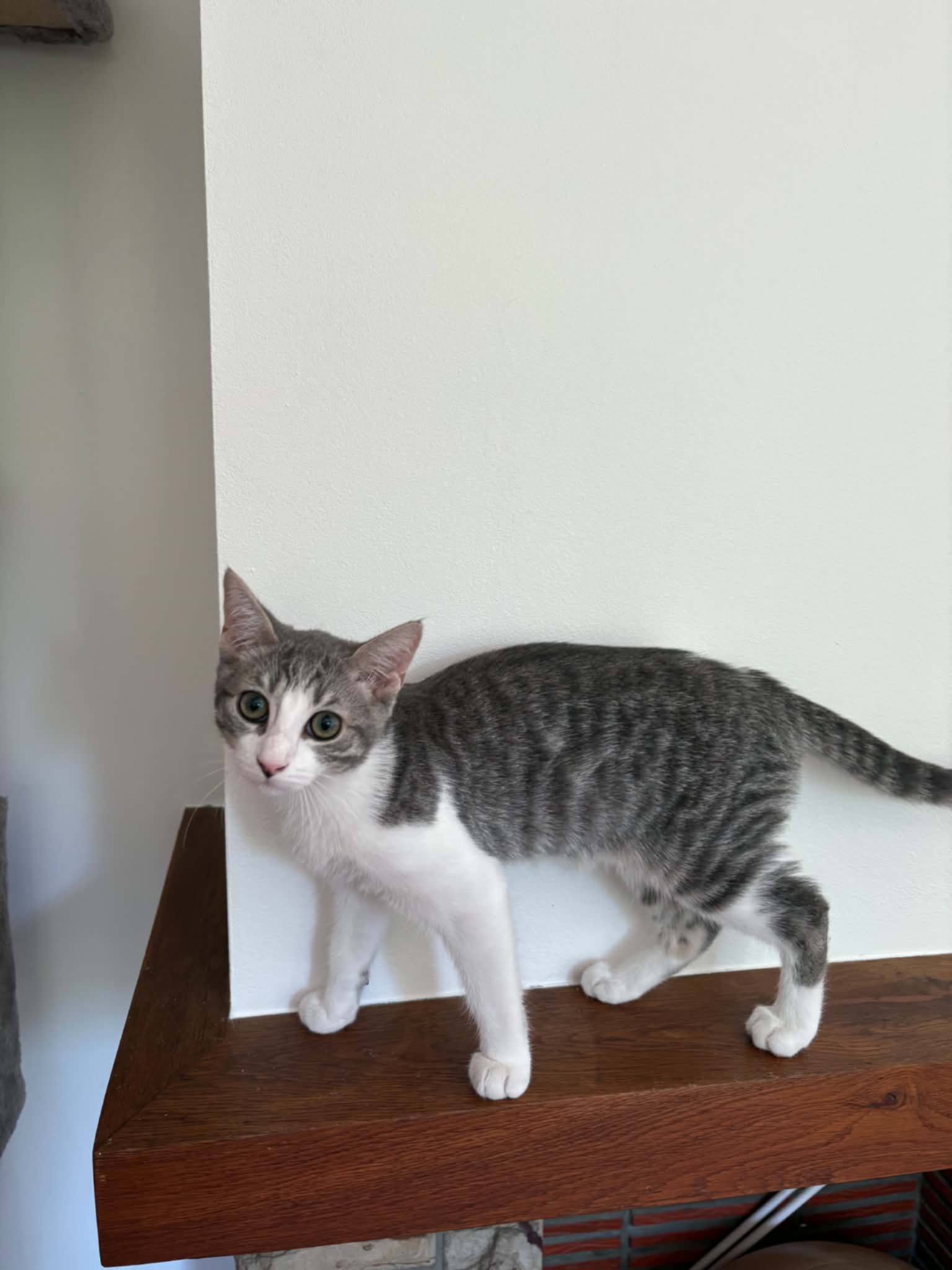 Myla